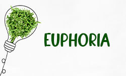 Euphoria-01